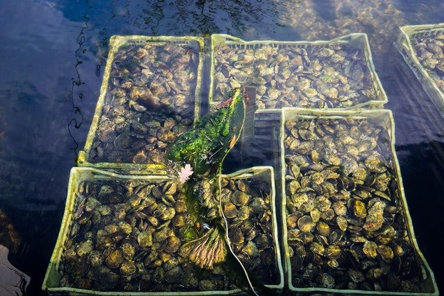 Oysters in water