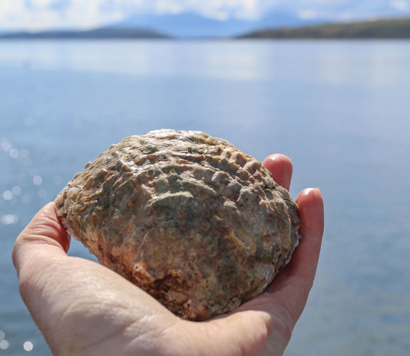 Native Oyster The Wild Oysters Project C Zsl 5 1711X1141