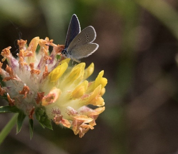 Small Blue Kidney Vetch Chris Lawrence (1)