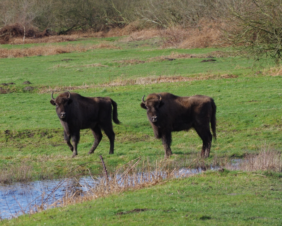 Bison standing by water