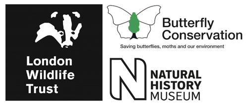 Brilliant Butterflies