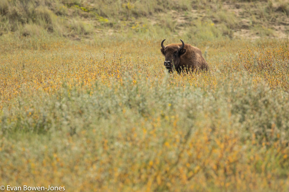 Bison in grass