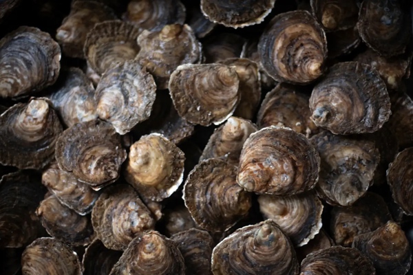 Wildoystersproject Storyphoto