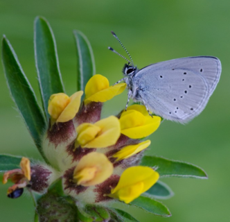 blue butterfly on a yellow flower