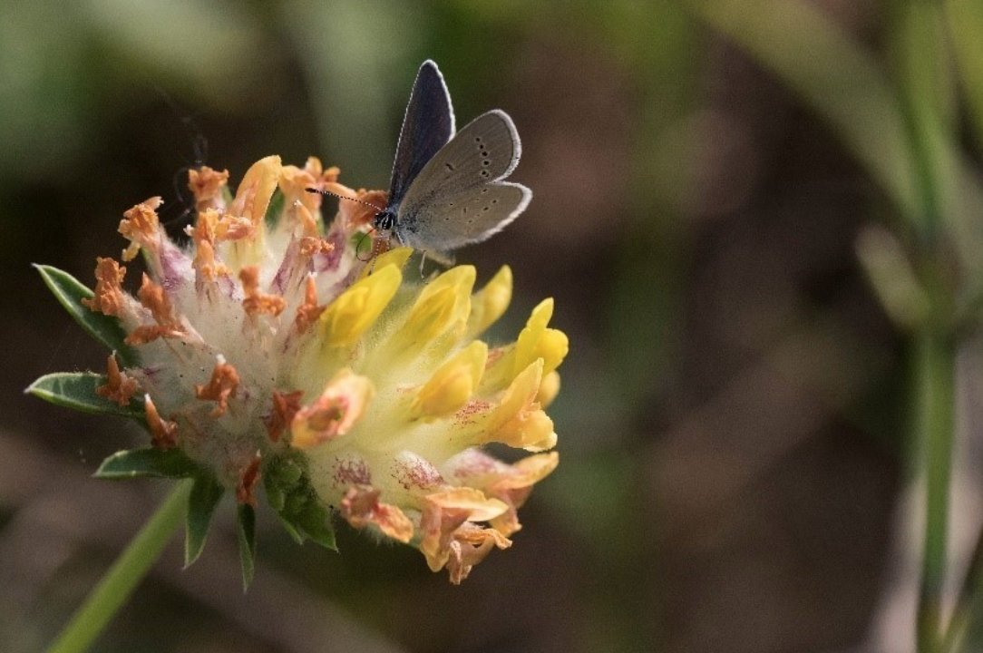 small blue butterfly on a yellow flower