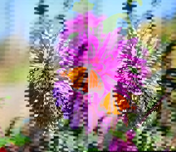 Beautiful Bloom Blooming Blossom 618903